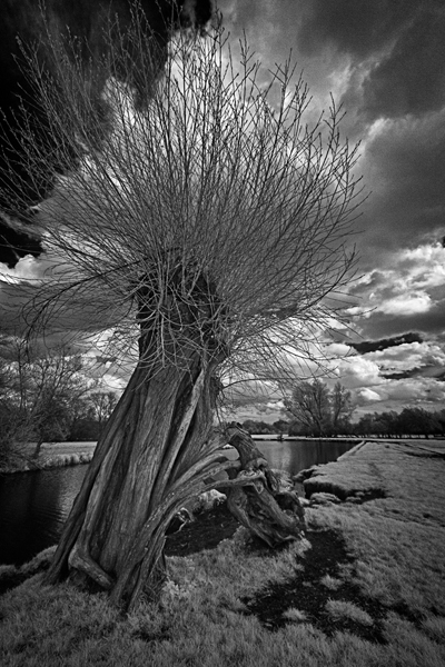 Willow at Flatford by David Robinson.jpg